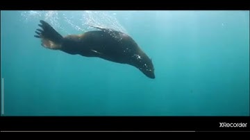 ماتيسر من سوره فصلت بصوت القارئ شهاب الحداد