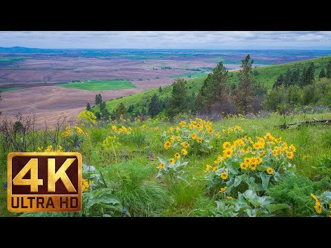 4K (Ultra HD) Yellow Flowers - Spring Flowers at Steptoe Butte State Park