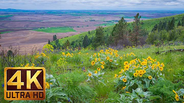 4K (Ultra HD) Yellow Flowers - Spring Flowers at Steptoe Butte State Park