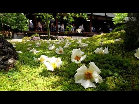 沙羅の花に世の無常重ね 京都 東林院で愛でる会始まる Youtube