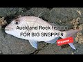 ROCK FISHING IN AUCKLAND FOR SNAPPER!? Was it a Fail or Not?