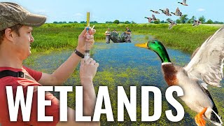 Prime Habitat for Duck Hunting: Understanding the Benefits of Different Types of Wetlands