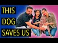 This Dog Saves Us | Story of Brody | Harpreet SDC