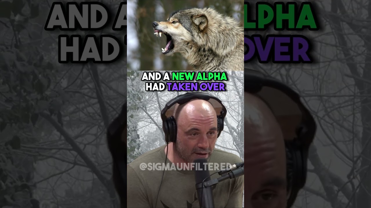 ⁣This Man LIVES WITH WOLVES | JRE
