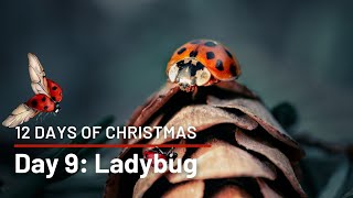12 Days of Christmas Countdown! Day 9: Ladybug | Creation is Cool