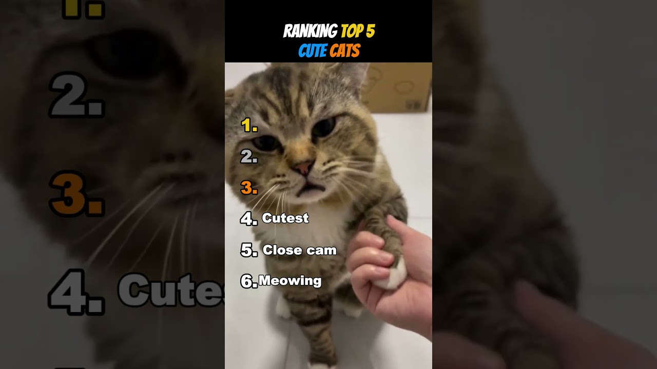   - YouTube Auto PHP Script
