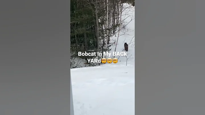 Killer bobcat On the loose!! Hit the like button a...