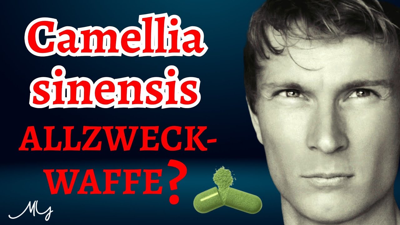 Grüntee-Extrakt im Anti-Aging-Check: Starker Allrounder oder überschätzt?