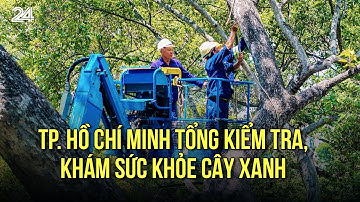TP. Hồ Chí Minh tổng kiểm tra, khám sức khỏe cây xanh | VTV24