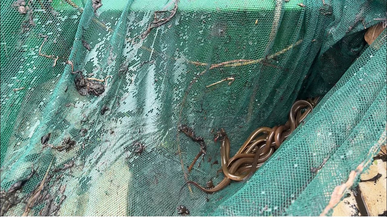 How to find eel fish 01. 