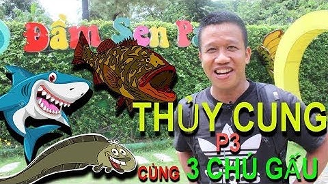 Khám phá Thủy Cung Đầm Sen cùng 3 Chú Gấu P3 | cá Mú, con Lịch, cá Sấu Hoả Tiển, cá Mập | 3 Chú Gấu