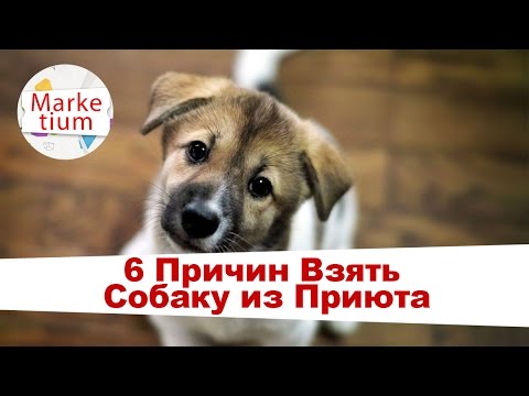 6 Причин Взять Собаку из Приюта!