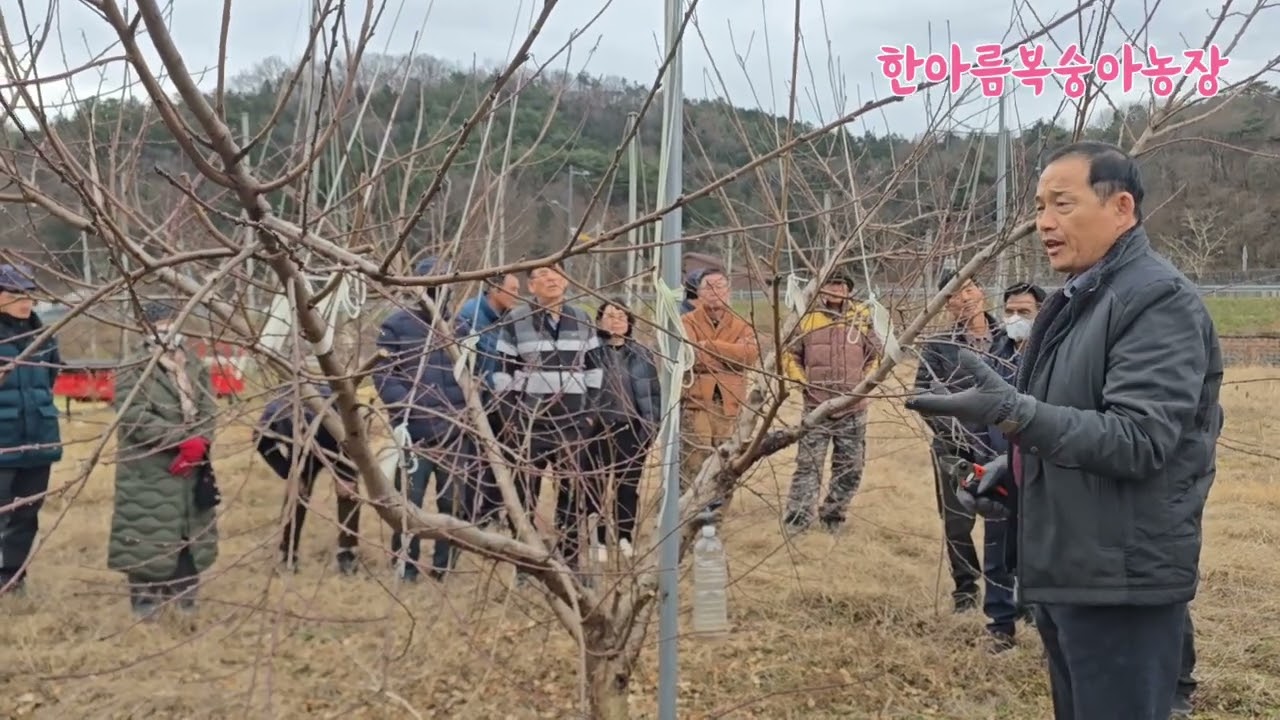 #한아름복숭아농장 #전지 #박준규대표 #딱딱이복숭아 