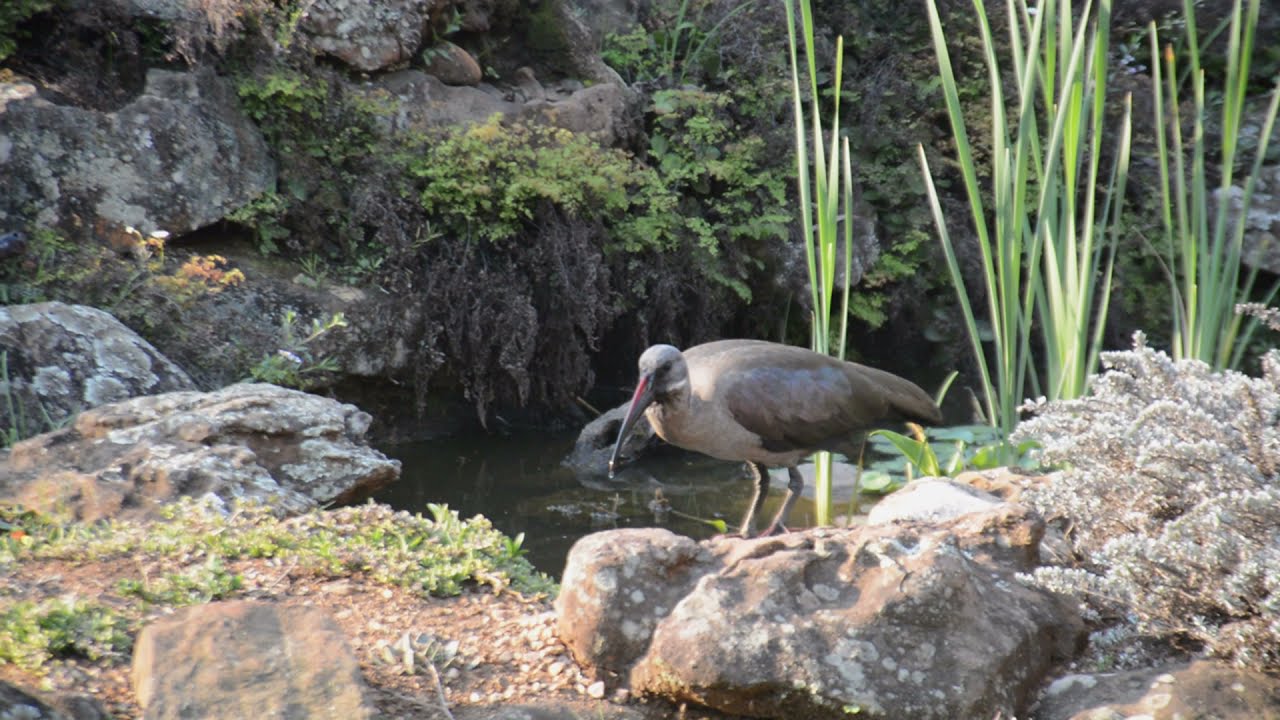 Hadeda Ibis, noisiest bird around.