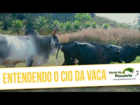 Vídeo: Qual é a fundação da novilha?