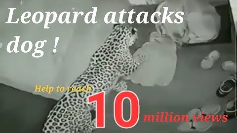 Dog gets attacked by Leopard breaks in and attacks dog || leopard attack video