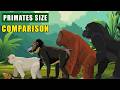 Primates Family Size Comparison: From 10 cm Pygmy Marmoset to 110 cm Gorilla