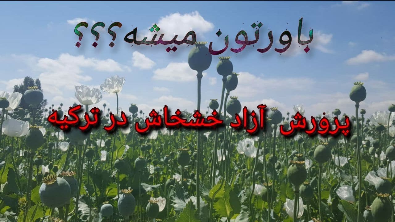 کاشت و برداشت 