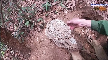 săn ong bắp cày  ong nhỏ nhất.ong nhộng ong đất.