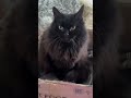 His face said everything #cat  #kitten #kitty #butifyoucloseyoureyes #studywithmeandmycat #cute