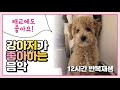 [중간광고X] 강아지가 좋아하는 음악 / puppy favorite music 犬の好きな音楽