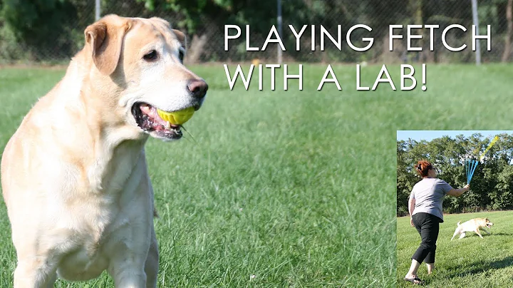 Cute Yellow Lab Playing Fetch