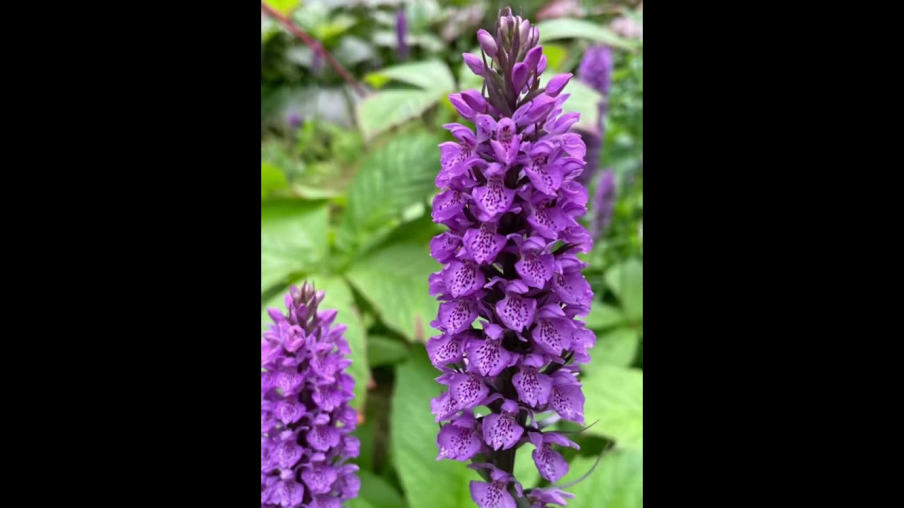 Parceval Hall and Gardens - soothing florals video with music