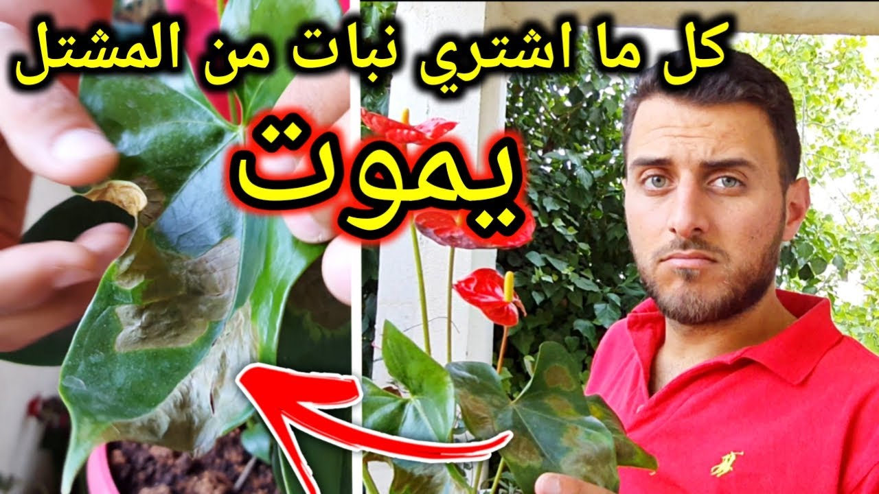 لماذا تموت النباتات بعد احضارها من المشتل ؟! اسباب موت النباتات المنزلية 🥀