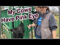 My Cows Have Pink Eye!