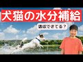 【本当は怖い】犬猫の水分補給のやり方【よくある間違い紹介】