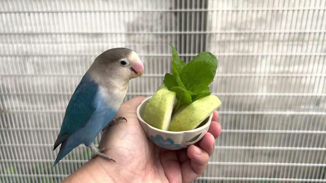 African Lovebirds (Agapornis)💕🦜 eating tropical Guava (Psidium guajava) fruit rich in vitamin C! 🍈🍈🍈