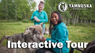 Interactive Tour at Yamnuska Wolfdog Sanctuary