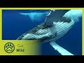 Diving for Whales - Adventure Ocean Quest 3/5 | Go Wild