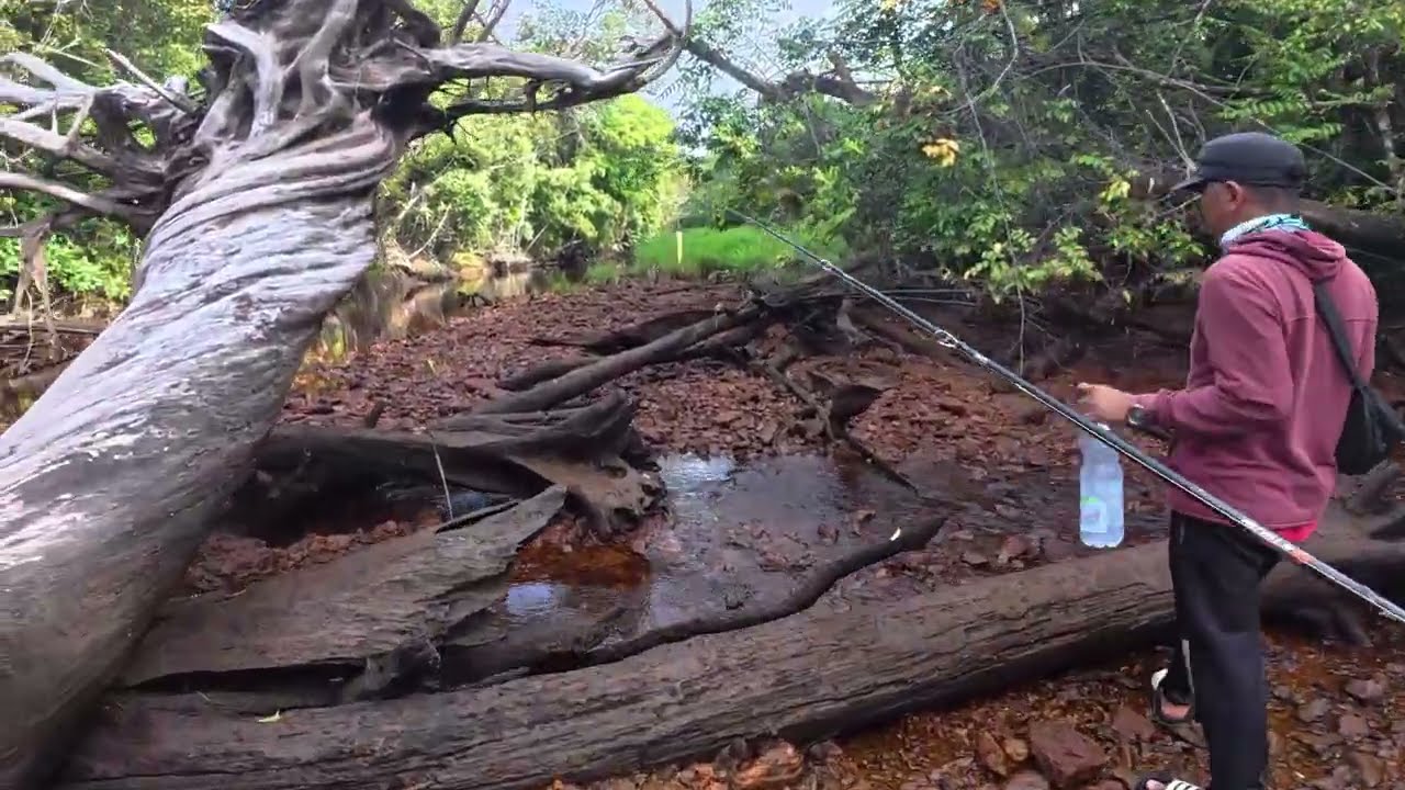 EPS. 1 | Musim Kemarau Saatnya Casting Ikan Gabus