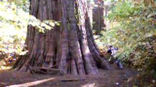 Celebrity Big Tree Sprint Profile