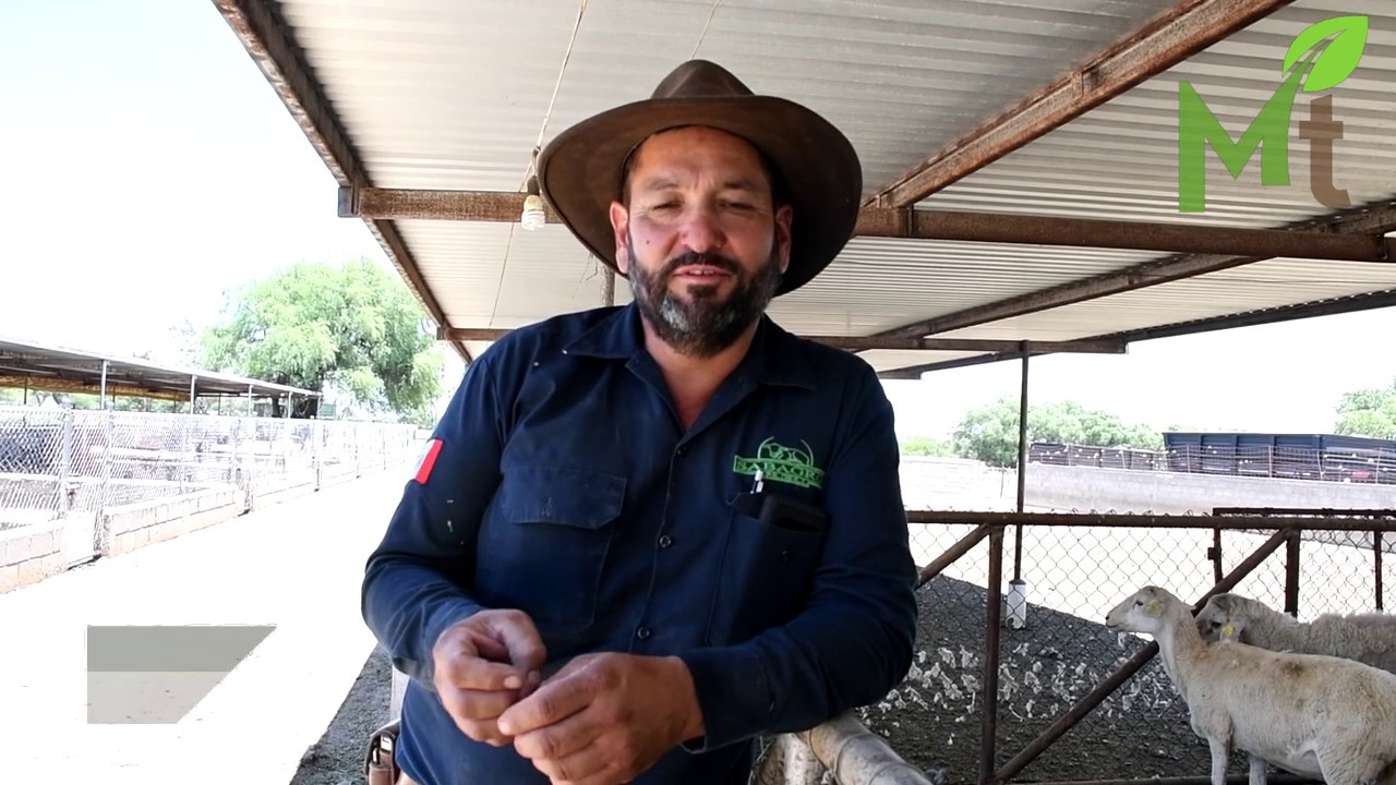 Ahorra con nopal la crianza de borregos doper y katahdín