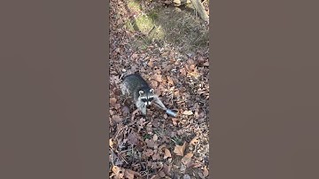 What’s the best bait for coon trapping?