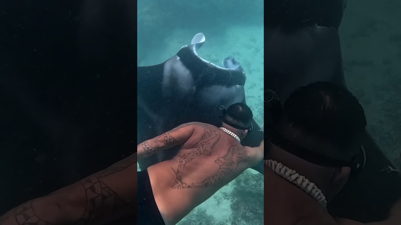 ⁣Otahi is HURT!! Can we help him!??? #mantas #manta