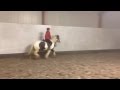Toby the pony