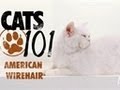 American Wirehair | Cats 101 の動画、YouTube動画。