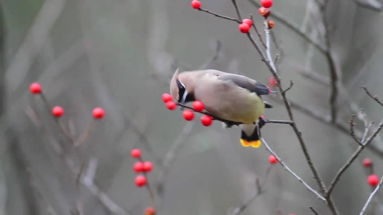 cedar waxwings hd canon 7d youtube
