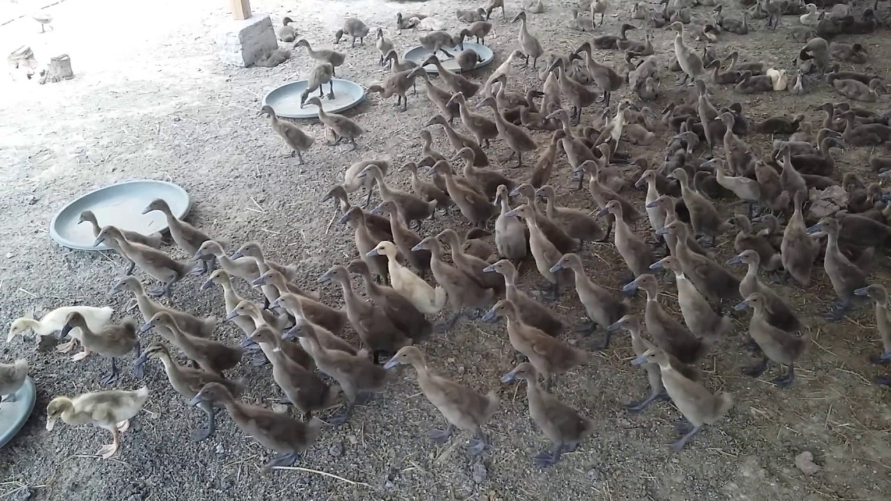 PENJELASAN TERNAK BEBEK PEDAGING UNTUK YANG MAU BETERNAK 