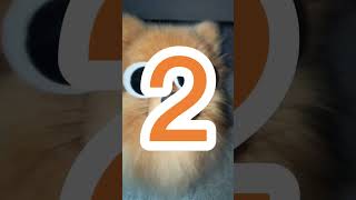 Check out these three maestros of the wiggle! #dancingdogs #petcontent #furbabyfever