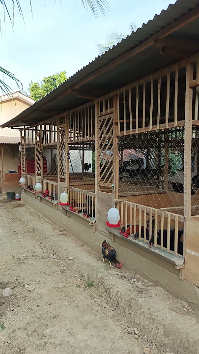 Kandang Indukan Ayam Kampung