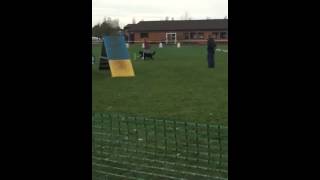 INCA'S run at the YKC Newark activity weekend (ADOTY QUALIF