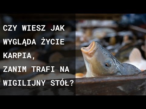 Video: Úžasné Prípady Chirurgického Zákroku Na Ryby