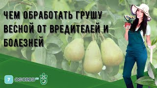 Чем обработать грушу весной от вредителей и болезней