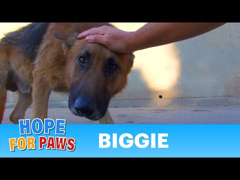 german-shepherd-rescued-from-the-los-angeles-river---please-share.