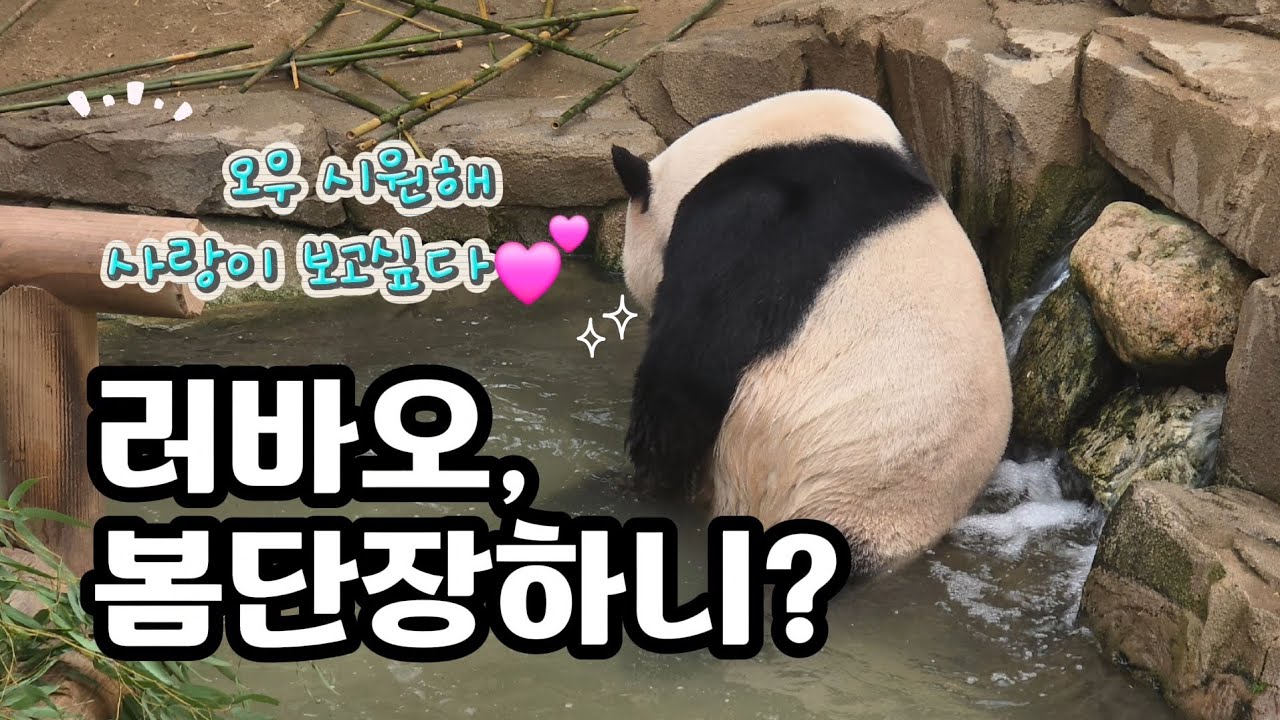 현장영상 🎦러바오 봄단장 | 쿨드락 한몸 아이바오🎦 💕🐼러바오🐼아이바오💕 🗓20260305