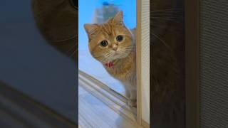 Melted Sweetness, Born of a Bond